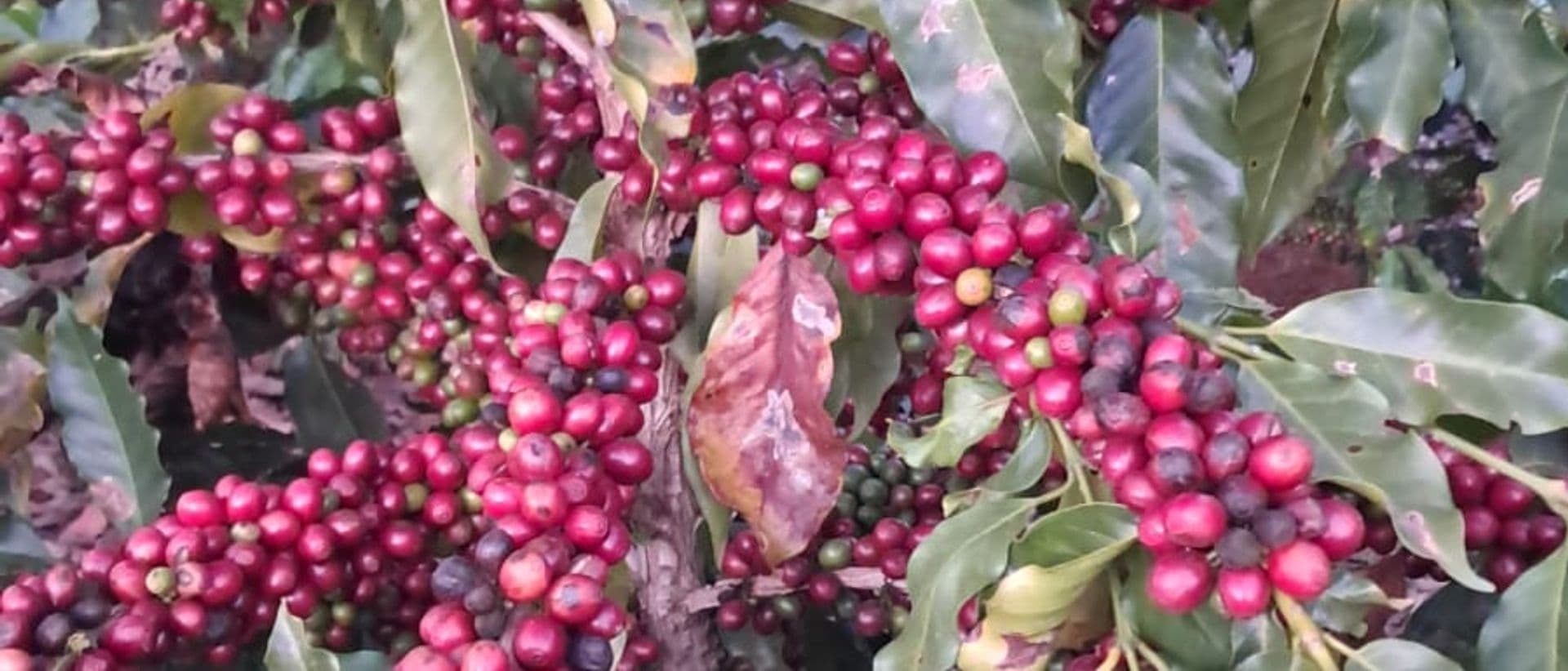 Pé de café no cerrado brasileiro